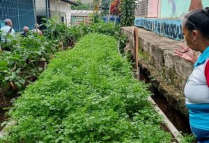 Comuna Hijos del Comandante impulsa producción agrícola