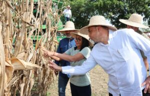 Producción de arroz en 2026 se expande a 65 mil toneladas