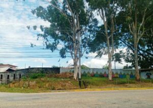 Eucaliptos en avenida Universidadamenazan viviendas del sector