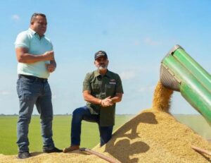 Guárico aporta 40 % de la producción cerealera nacional