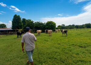 Cojedes supera sus metas en producción agropecuaria